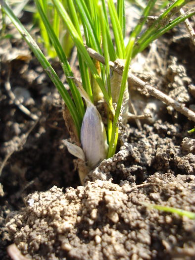 Crocus Blue Pearl (2011, March 11) - Crocus Blue Pearl