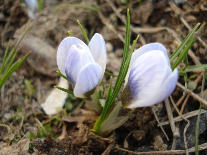 Crocus Blue Pearl (2011, March 12)