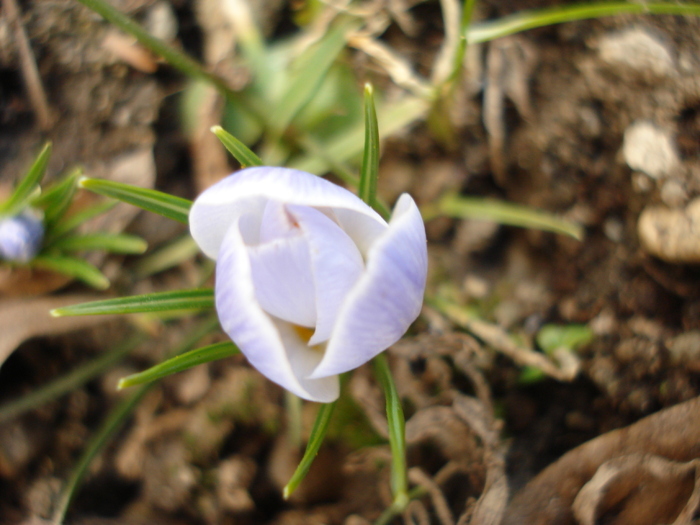 Crocus Blue Pearl (2011, March 12) - Crocus Blue Pearl