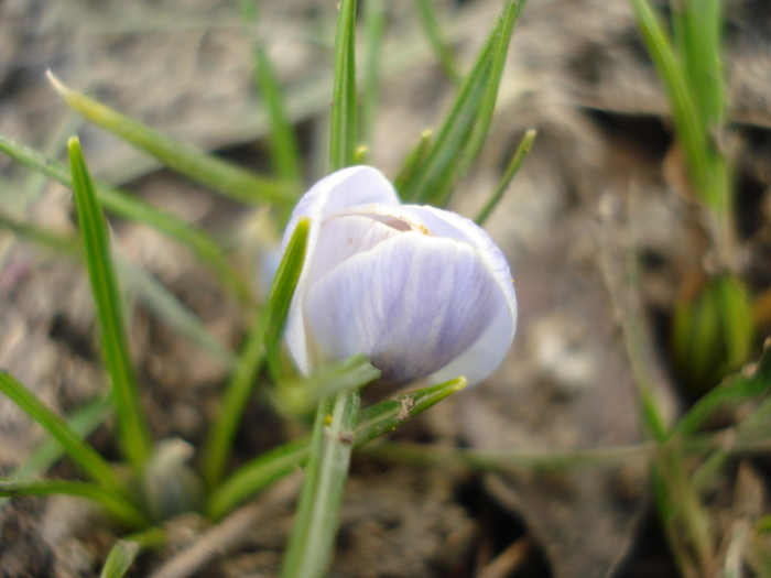 Crocus Blue Pearl (2011, March 12) - Crocus Blue Pearl