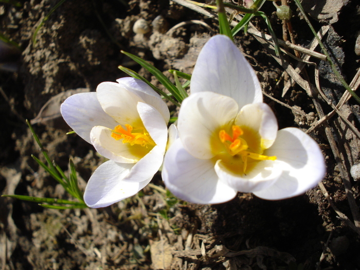 Crocus Blue Pearl (2011, March 13)