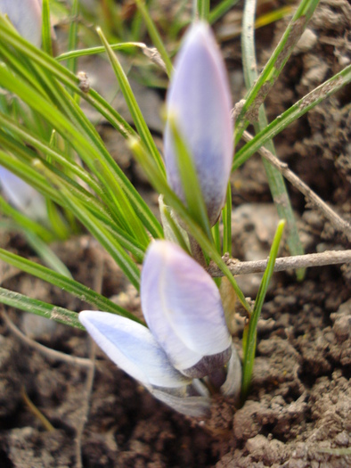 Crocus Blue Pearl (2011, March 14)