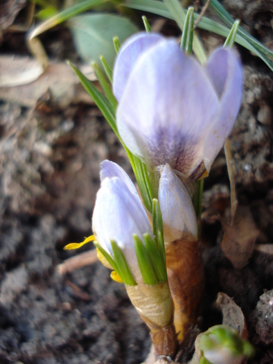 Crocus Blue Pearl (2011, March 15) - Crocus Blue Pearl