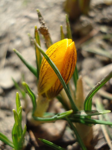 Crocus Gipsy Girl (2010, March 21)