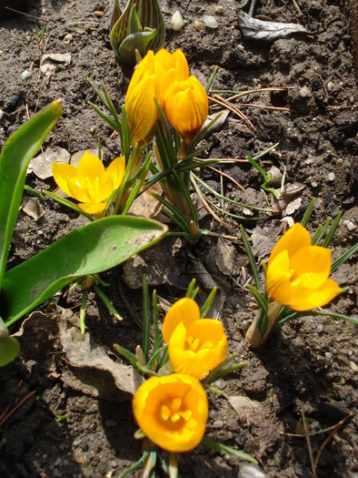 Crocus Gipsy Girl (2010, March 24)