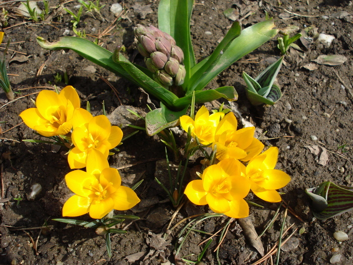 Crocus Gipsy Girl (2010, March 24)