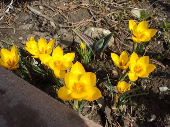 Crocus Gipsy Girl (2010, March 24)