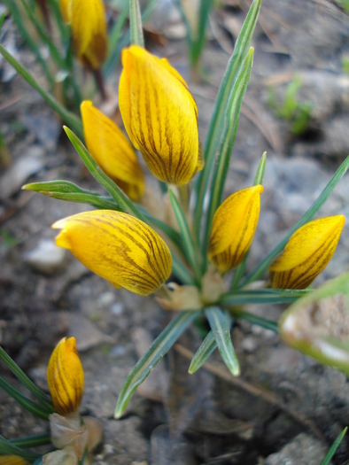 Crocus Gipsy Girl (2010, March 26)