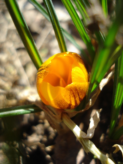 Crocus Gipsy Girl (2011, March 13)