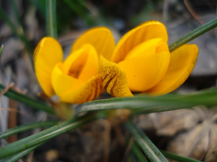 Crocus Gipsy Girl (2011, March 13)