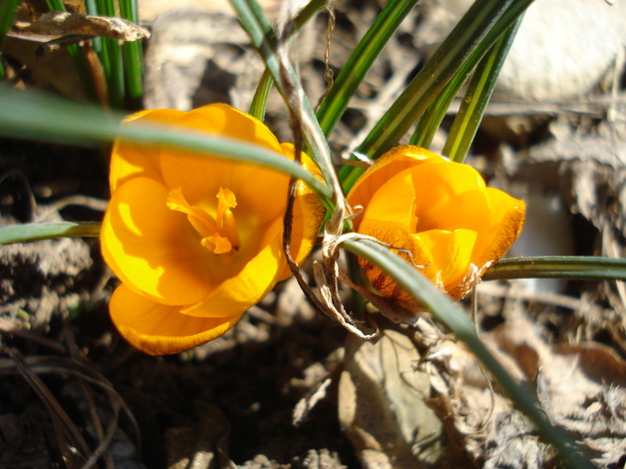 Crocus Gipsy Girl (2011, March 13)