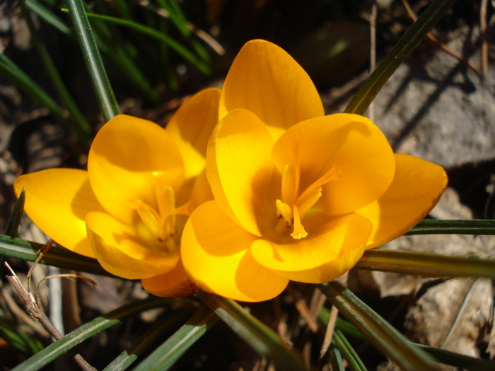 Crocus Gipsy Girl (2011, March 13)