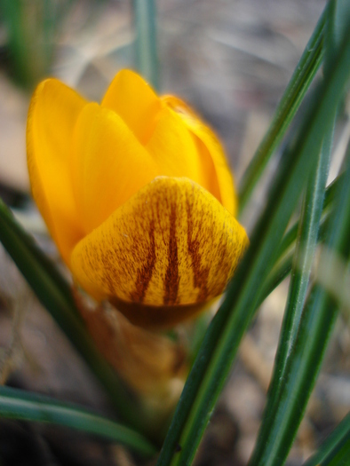 Crocus Gipsy Girl (2011, March 13)