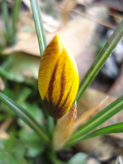 Crocus Gipsy Girl (2011, March 14)