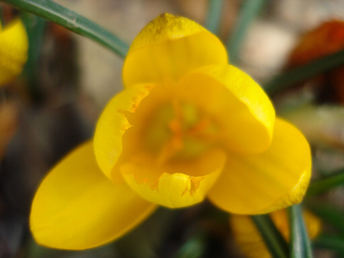 Crocus Gipsy Girl (2011, March 23)