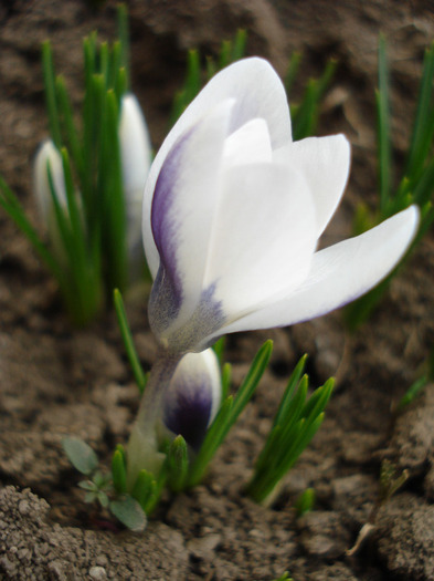 Crocus Prins Claus( (2011, March 21)