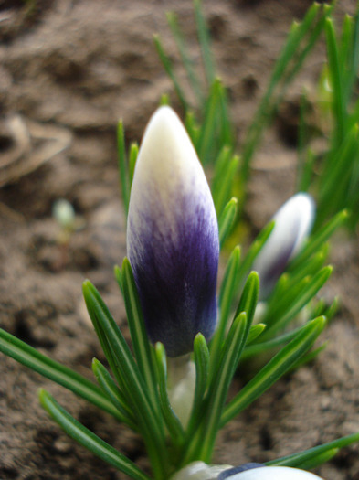 Crocus Prins Claus( (2011, March 22)