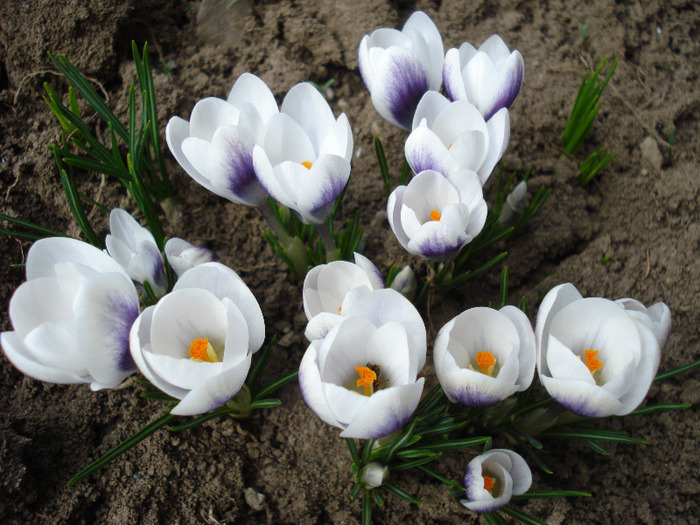 Crocus Prins Claus (2011, March 23)