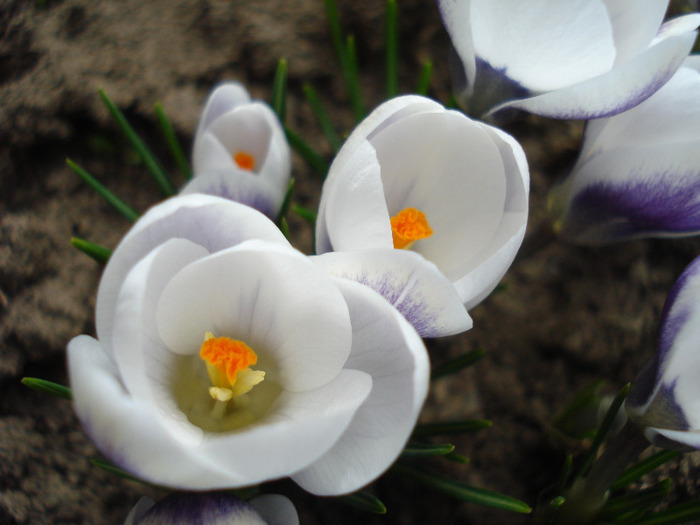 Crocus Prins Claus (2011, March 23)