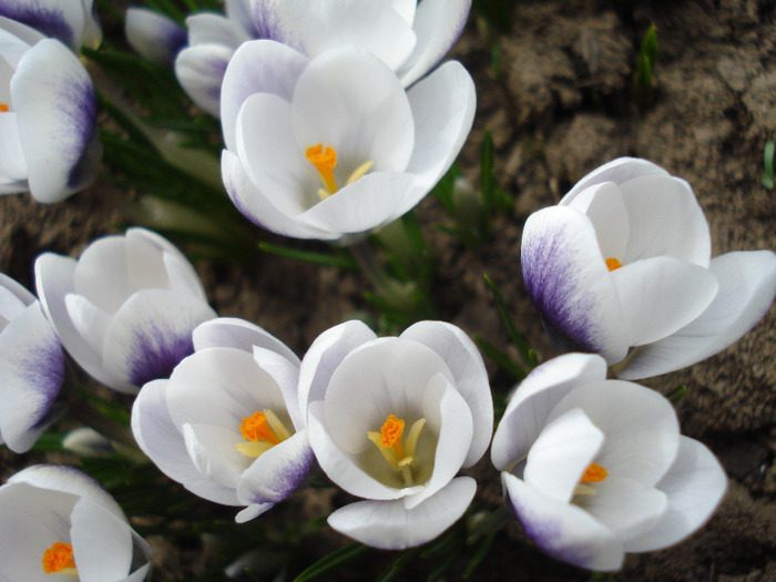 Crocus Prins Claus (2011, March 23)