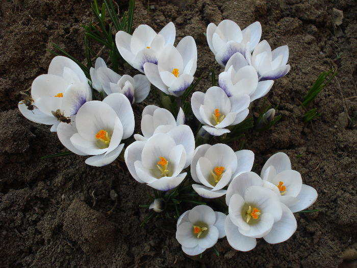 Crocus Prins Claus (2011, March 23)