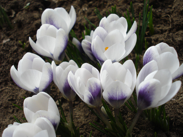 Crocus Prins Claus (2011, March 23)