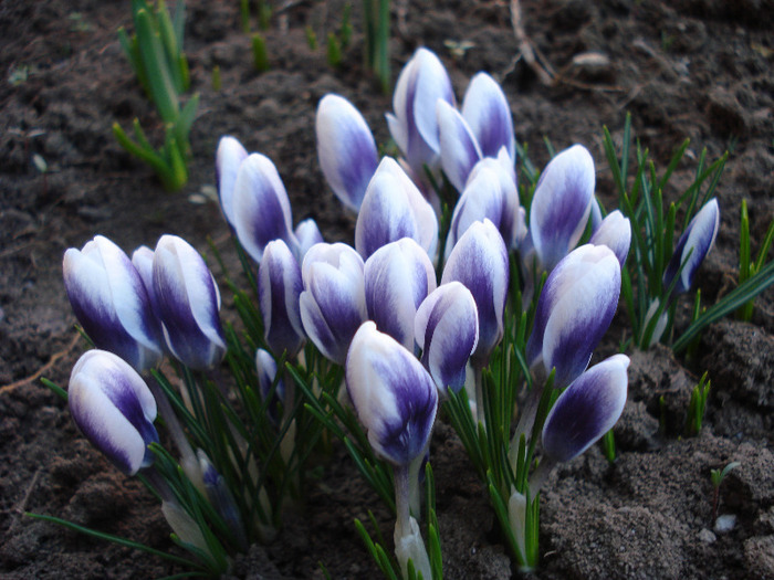 Crocus Prins Claus (2011, March 25)