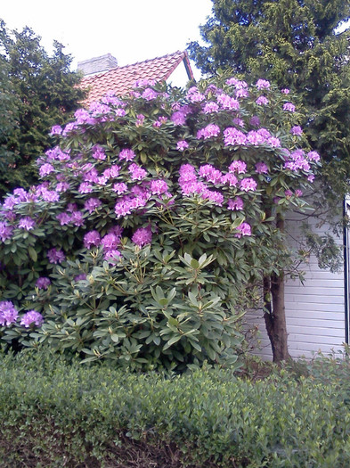 Rhododendron 4 mai 2011 (1) - plante diverse - nu imi apartin