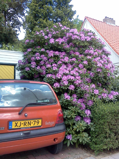 Rhododendron 4 mai 2011 (2) - plante diverse - nu imi apartin