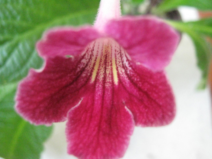  - streptocarpus Hope