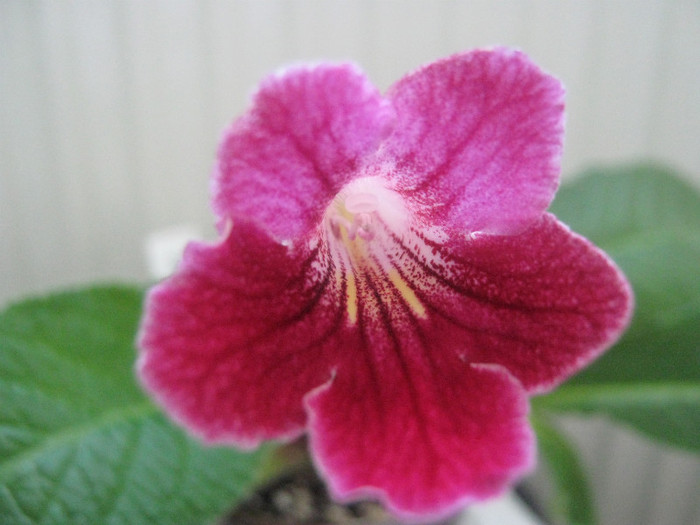  - streptocarpus Hope