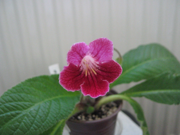  - streptocarpus Hope