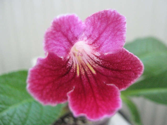  - streptocarpus Hope