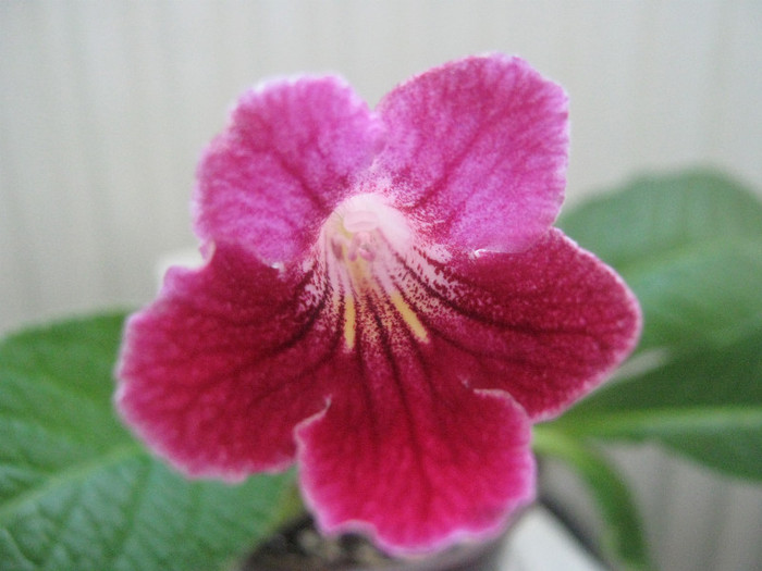  - streptocarpus Hope