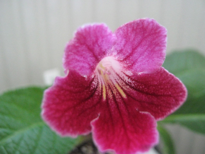  - streptocarpus Hope