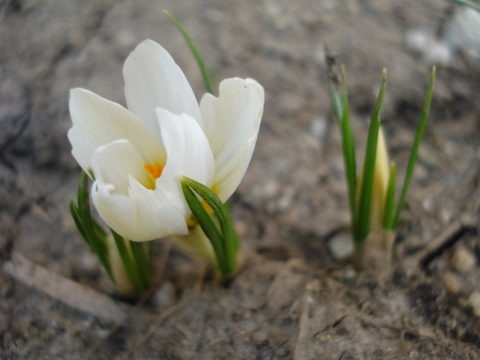 Crocus Snow Bunting (2010, March 21)