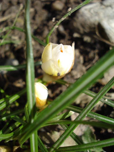 Crocus Snow Bunting (2011, March 09)