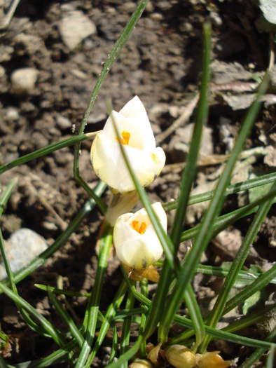 Crocus Snow Bunting (2011, March 10) - Crocus Snow Bunting