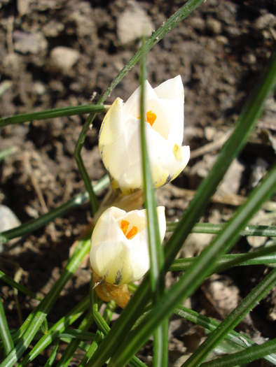 Crocus Snow Bunting (2011, March 10)