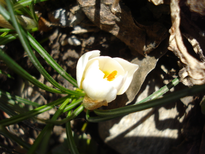 Crocus Snow Bunting (2011, March 10) - Crocus Snow Bunting