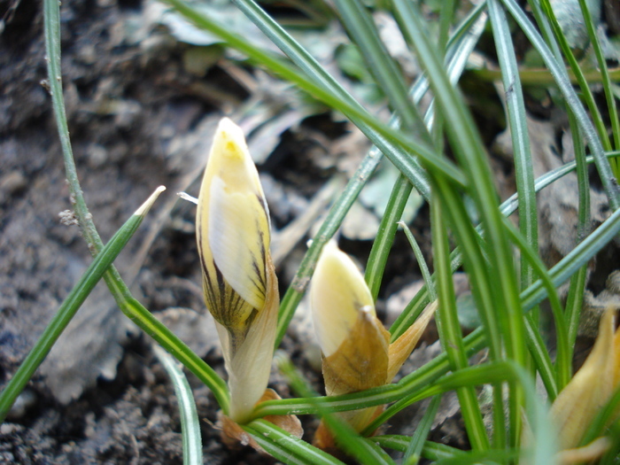 Crocus Snow Bunting (2011, March 10) - Crocus Snow Bunting