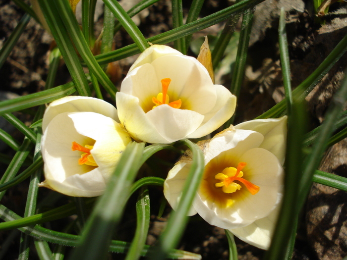 Crocus Snow Bunting (2011, March 11) Crocus Snow Bunting (2011, March 11)