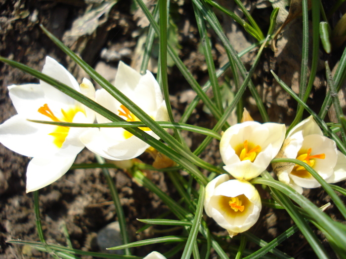 Crocus Snow Bunting (2011, March 11) Crocus Snow Bunting (2011, March 11)