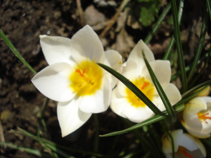 Crocus Snow Bunting (2011, March 11)