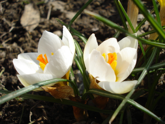 Crocus Snow Bunting (2011, March 11)