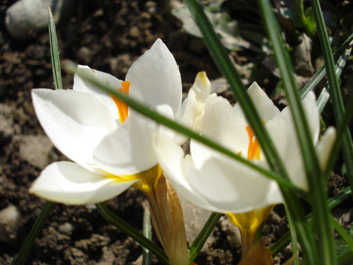 Crocus Snow Bunting (2011, March 11)