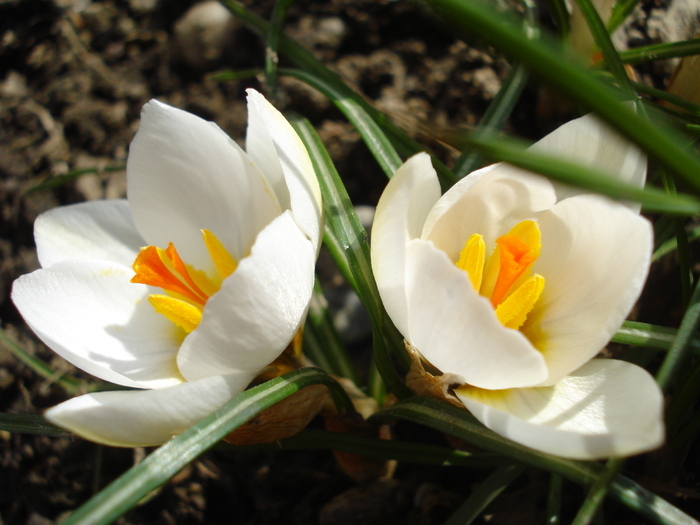 Crocus Snow Bunting (2011, March 11) Crocus Snow Bunting (2011, March 11)