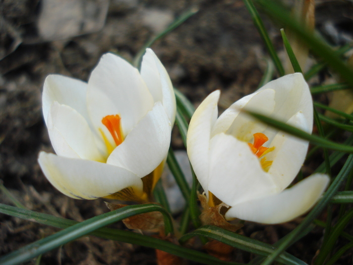 Crocus Snow Bunting (2011, March 12) Crocus Snow Bunting (2011, March 12)
