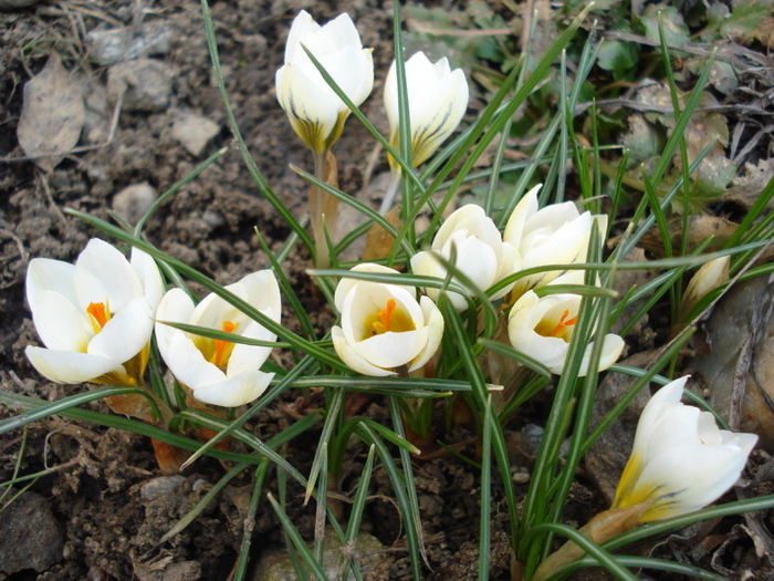 Crocus Snow Bunting (2011, March 12)