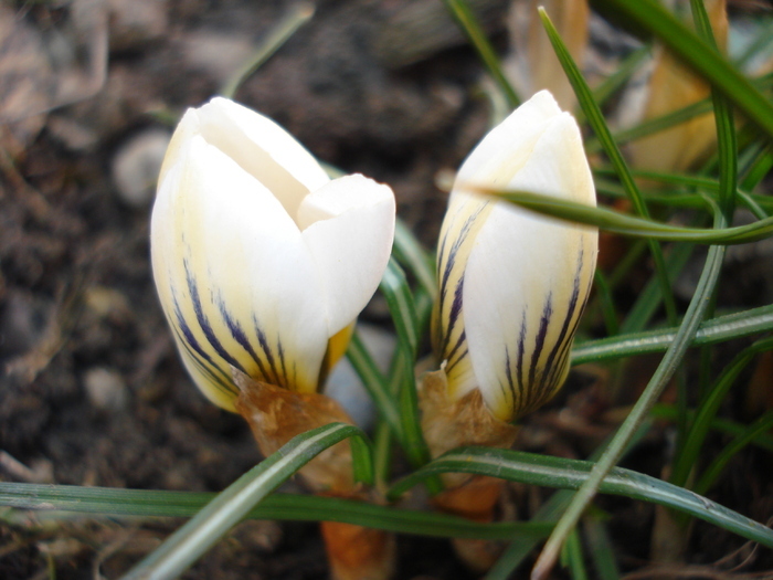 Crocus Snow Bunting (2011, March 13) - Crocus Snow Bunting